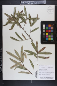 Quercus pumila image