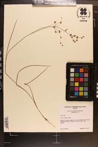 Juncus debilis image