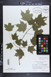 Acer leucoderme image