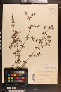 Galium hispidulum image