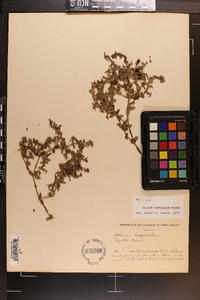 Galium hispidulum image