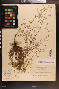 Galium pilosum var. puncticulosum image