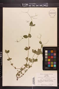 Galium circaezans image