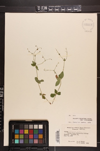 Galium circaezans image