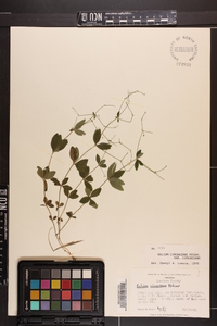 Galium circaezans image