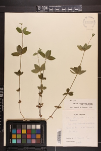 Galium circaezans image