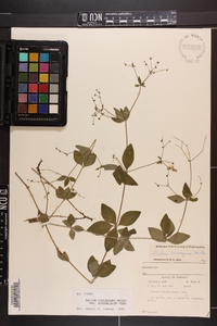 Galium circaezans image