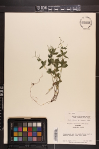 Galium circaezans image