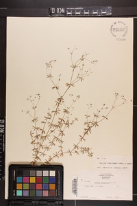 Galium concinnum image