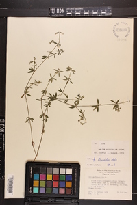 Galium hispidulum image