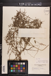 Galium hispidulum image