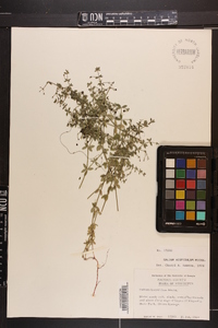 Galium hispidulum image