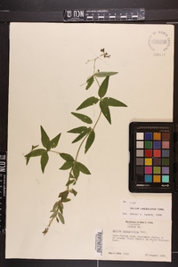 Galium lanceolatum image