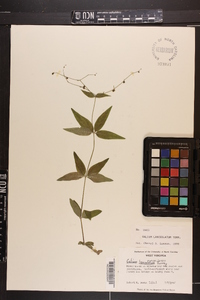 Galium lanceolatum image