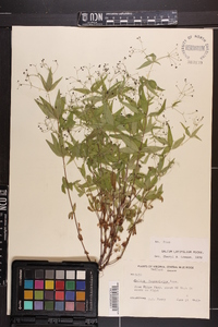 Galium latifolium image