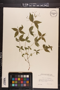 Galium latifolium image