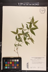 Galium latifolium image