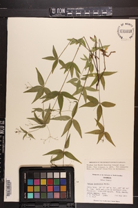 Galium latifolium image