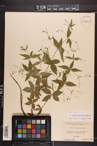 Galium latifolium image