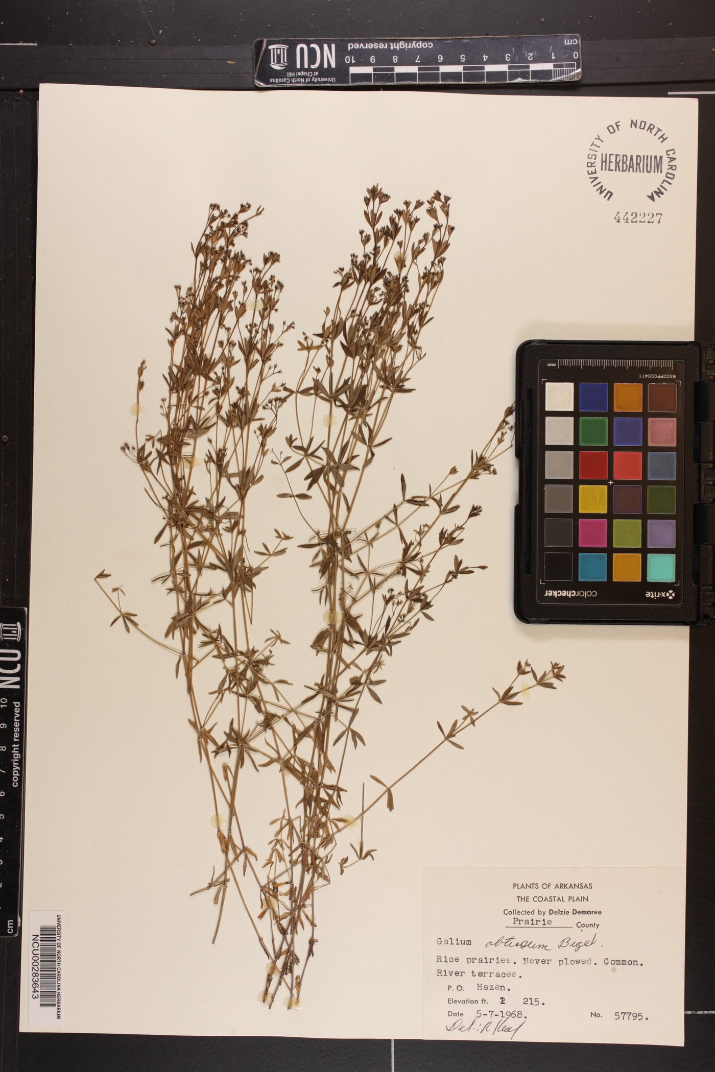 Galium obtusum var. obtusum image