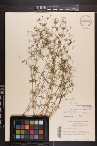 Galium obtusum image