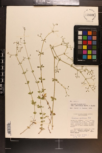 Galium orizabense subsp. laevicaule image