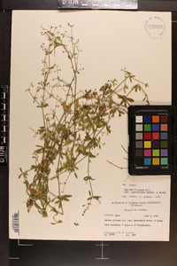 Galium orizabense subsp. laevicaule image