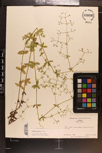 Galium pilosum image