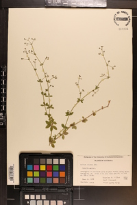 Galium pilosum image