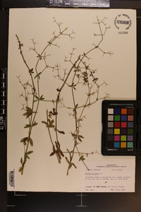 Galium pilosum var. pilosum image