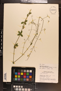 Galium pilosum image