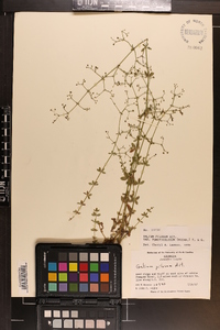 Galium pilosum image