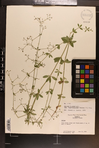 Galium pilosum image