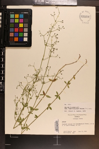 Galium pilosum var. puncticulosum image