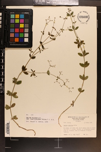 Galium pilosum image