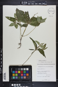 Spigelia anthelmia image