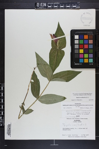 Spigelia marilandica image