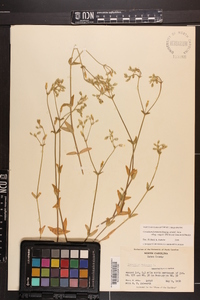 Cerastium fontanum subsp. vulgare image