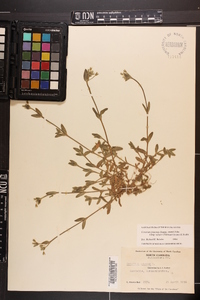 Cerastium fontanum subsp. vulgare image