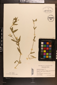 Cerastium nutans image