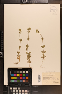 Cerastium viscosum image