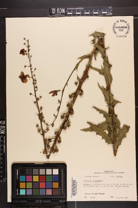 Verbascum blattaria image