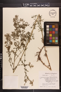 Galium verum image