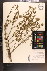 Clinopodium georgianum image