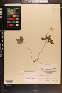 Anemone quinquefolia image