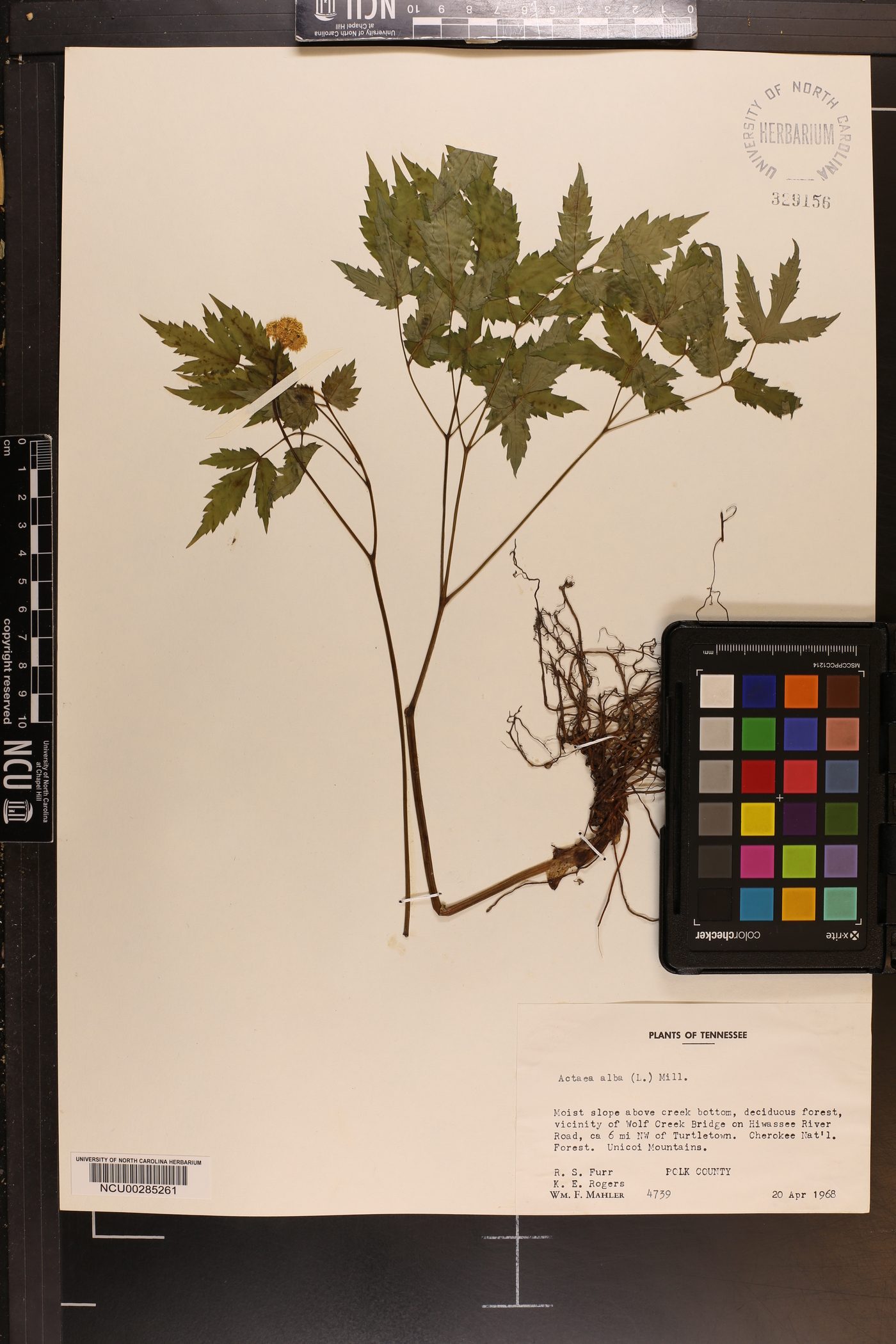 Actaea alba image