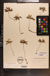 Anemone quinquefolia image
