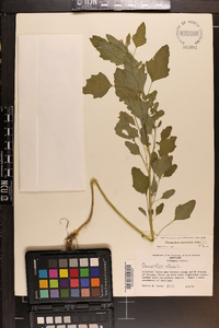 Chenopodium album var. missouriense image