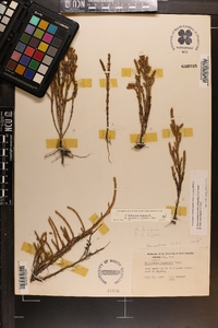 Salicornia bigelovii image