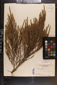 Salicornia bigelovii image